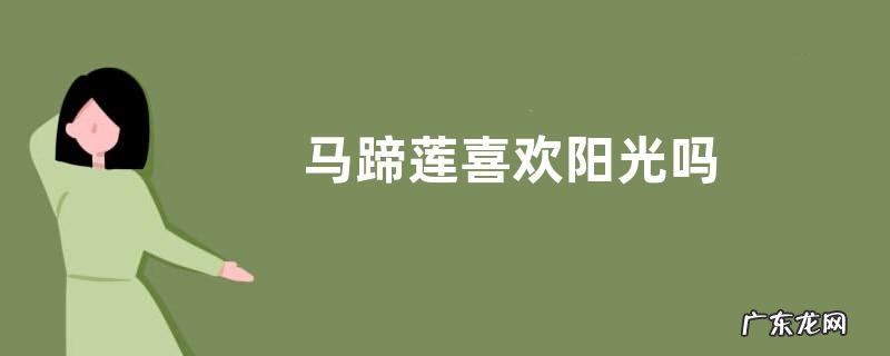 马蹄莲喜欢阳光吗