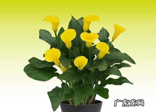 马蹄莲喜欢阳光吗