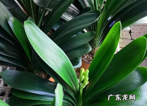 君子兰种子怎么种植