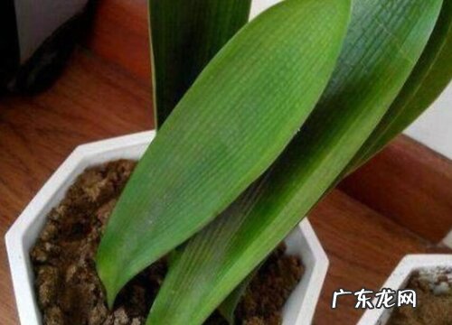 君子兰种子怎么种植