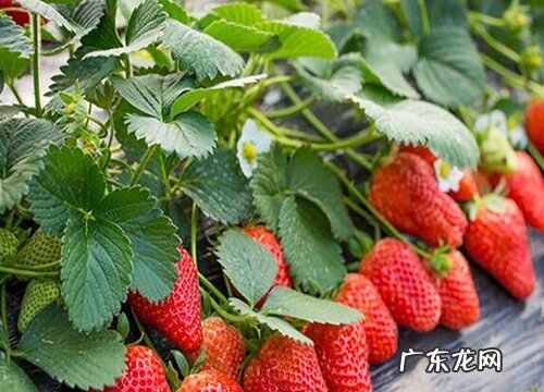 草莓喜欢阳光吗