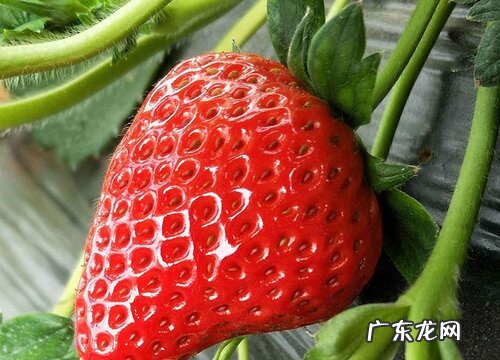 草莓喜欢阳光吗