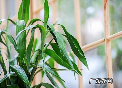 水竹喜欢阳光吗