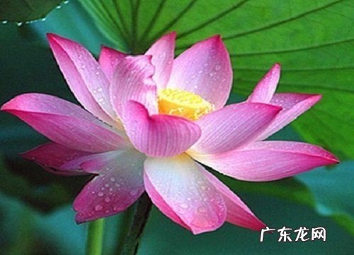 改善水质最强的水生植物 哪种植物净化水质效果好