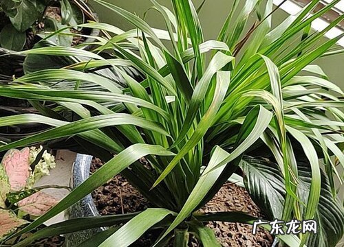 龙须兰叶子发黄怎么办