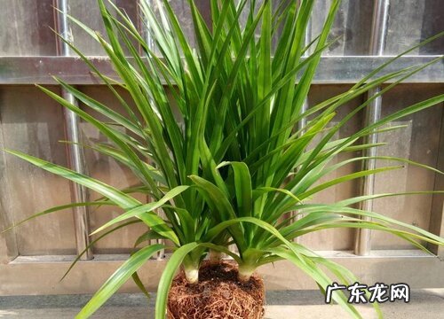 龙须兰叶子发黄怎么办