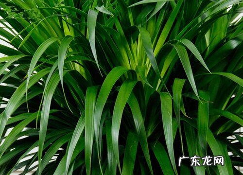 龙须兰叶子发黄怎么办