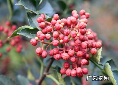 花椒树喜欢阳光吗