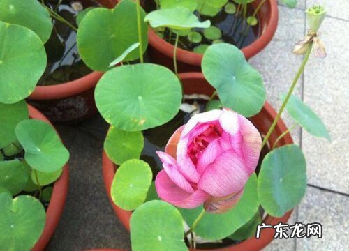 碗莲喜欢阳光吗