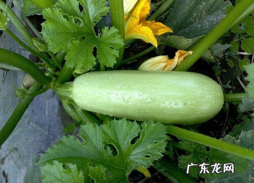 西葫芦喜欢阳光吗