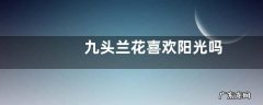 九头兰花喜欢阳光吗