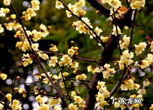 腊梅喜欢阳光吗