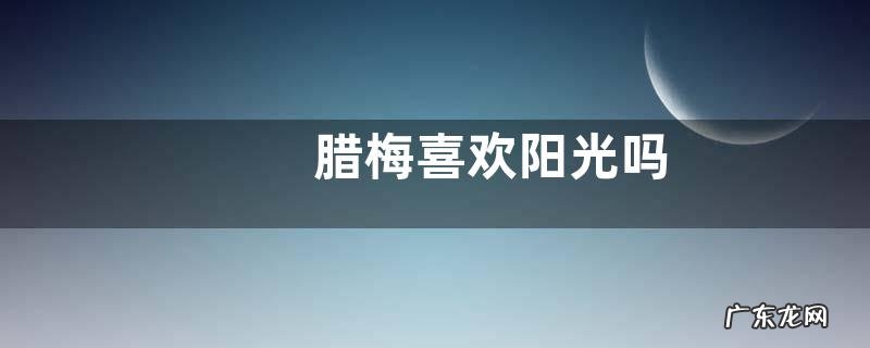 腊梅喜欢阳光吗