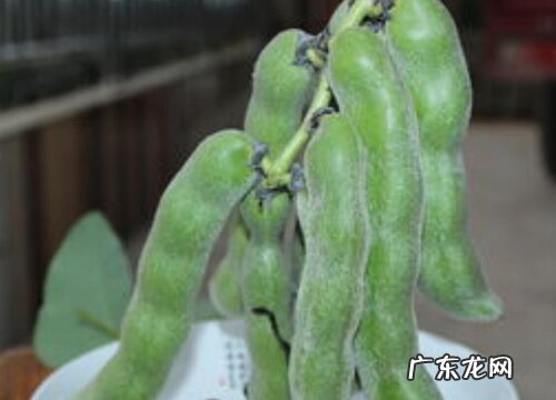 龙爪豆几月份种植合适