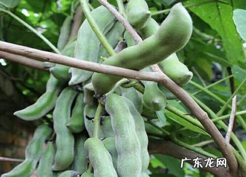 龙爪豆几月份种植合适