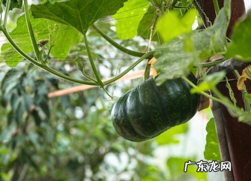 南瓜喜欢阳光吗