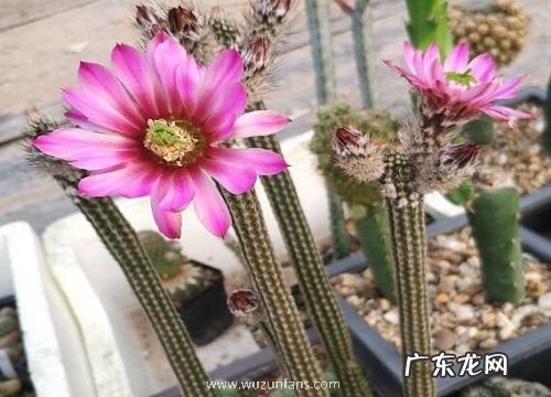 仙人指喜欢阳光吗