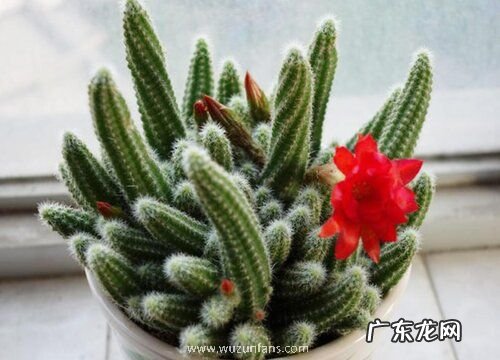 仙人指喜欢阳光吗