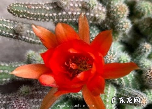 仙人指喜欢阳光吗