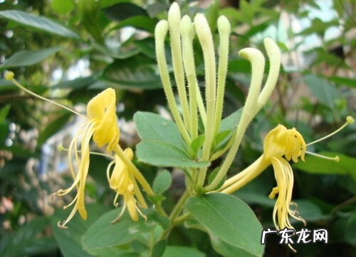 金银花喜欢阳光吗