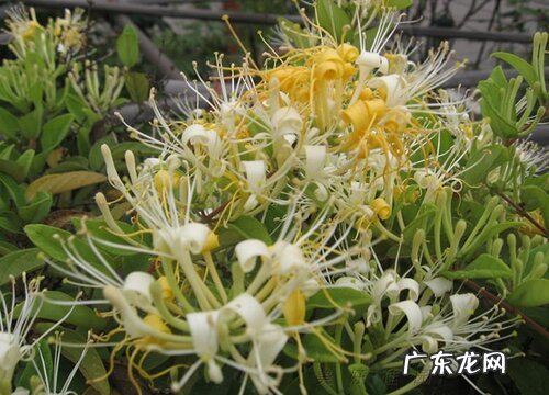 金银花喜欢阳光吗