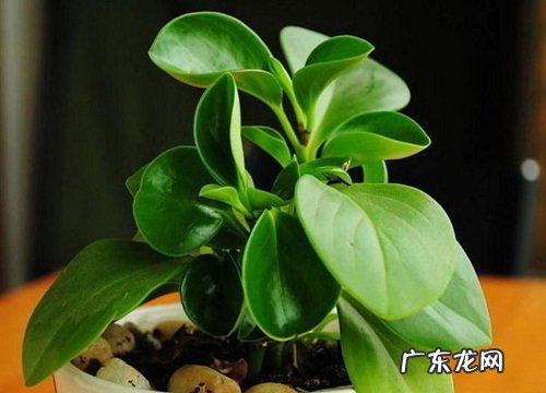 碧玉喜阴还是喜阳光的植物