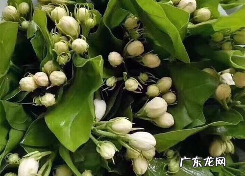 茉莉花喜阴还是喜阳光
