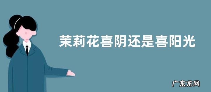 茉莉花喜阴还是喜阳光