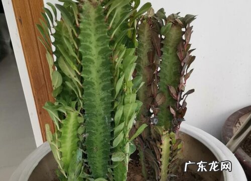 龙骨花能晒太阳吗