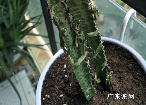 龙骨花能晒太阳吗