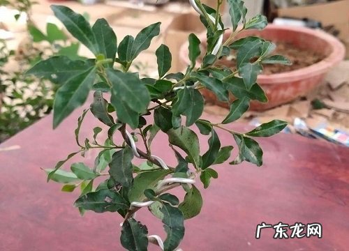 金弹子扦插几年结果