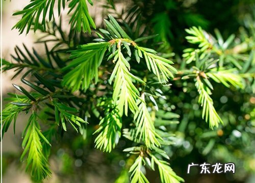 红豆杉能晒太阳吗