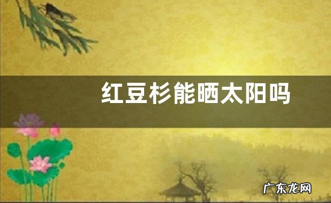 红豆杉能晒太阳吗