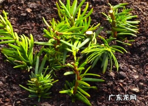 红豆杉能晒太阳吗