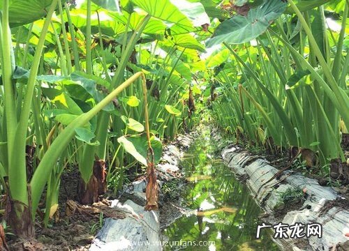 芋头生长环境条件及特点