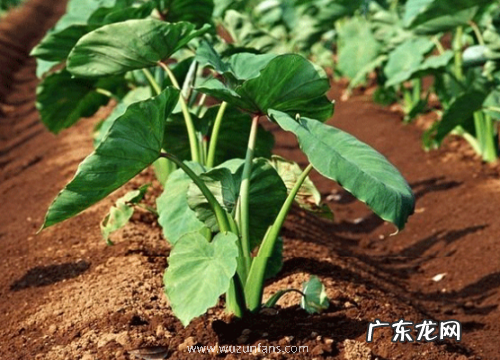 芋头生长环境条件及特点