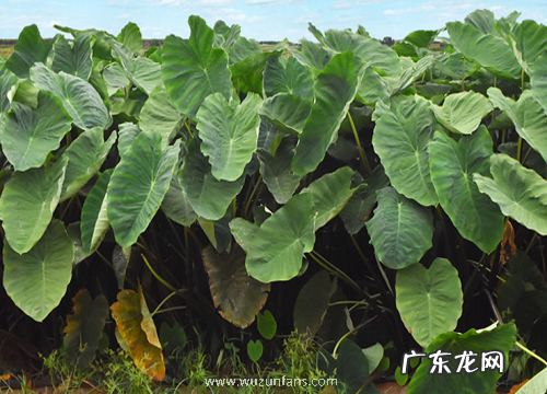 芋头生长环境条件及特点