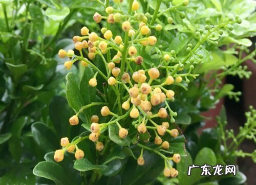 米兰能晒太阳吗