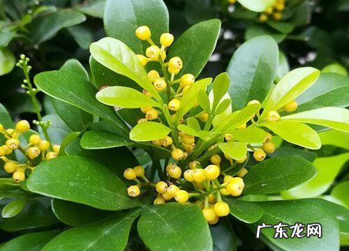 米兰能晒太阳吗