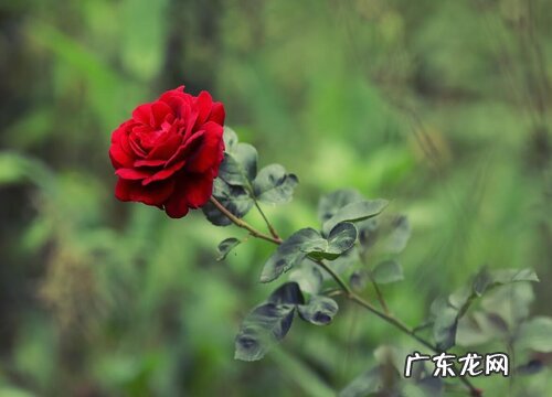 月季花能晒太阳吗