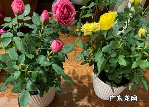 月季花能晒太阳吗