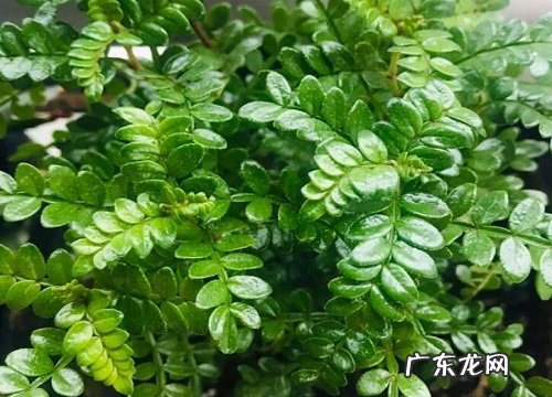 清香木能晒太阳吗