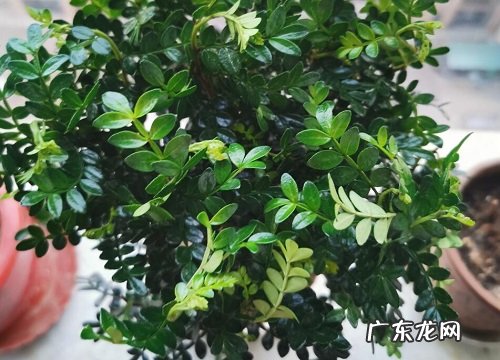 清香木能晒太阳吗