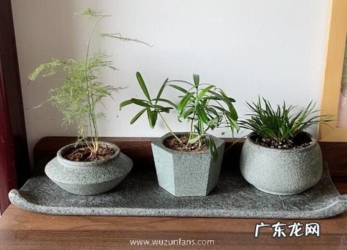 最小的花盆适合养什么花