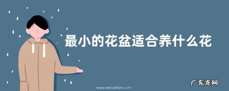 最小的花盆适合养什么花