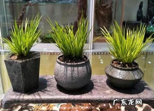 最小的花盆适合养什么花