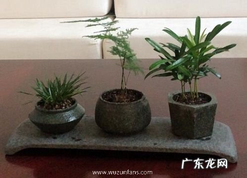 最小的花盆适合养什么花