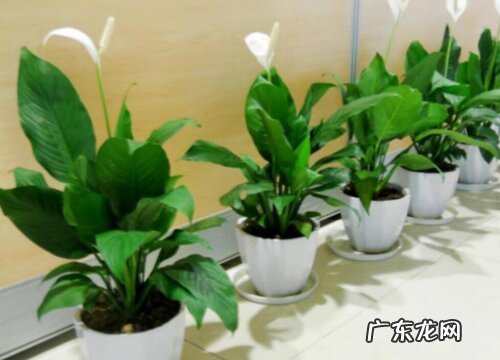 一帆风顺能晒太阳吗