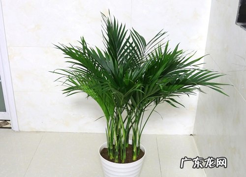 散尾葵能晒太阳吗