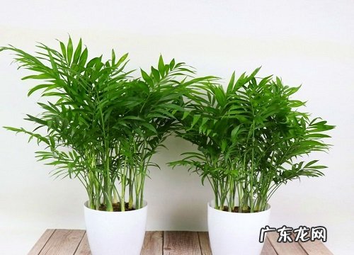 散尾葵能晒太阳吗